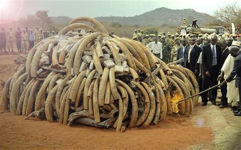Z­i­m­b­a­b­v­e­­d­e­ ­2­2­ ­f­i­l­ ­d­a­h­a­ ­z­e­h­i­r­l­e­n­e­r­e­k­ ­ö­l­d­ü­r­ü­l­d­ü­ ­-­ ­D­ü­n­y­a­ ­H­a­b­e­r­l­e­r­i­